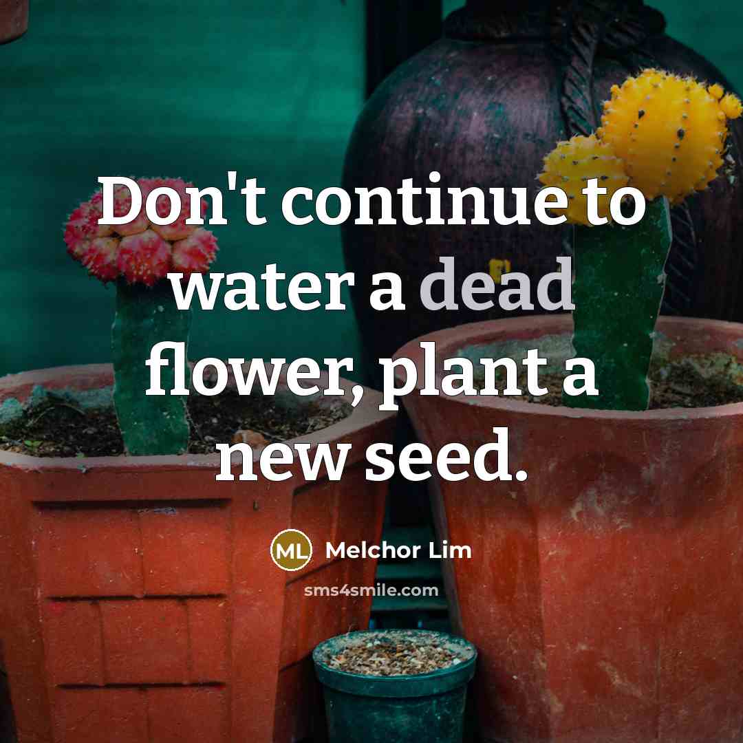 “Don't continue to water a dead flower, plant a new…” quote by Melchor Lim