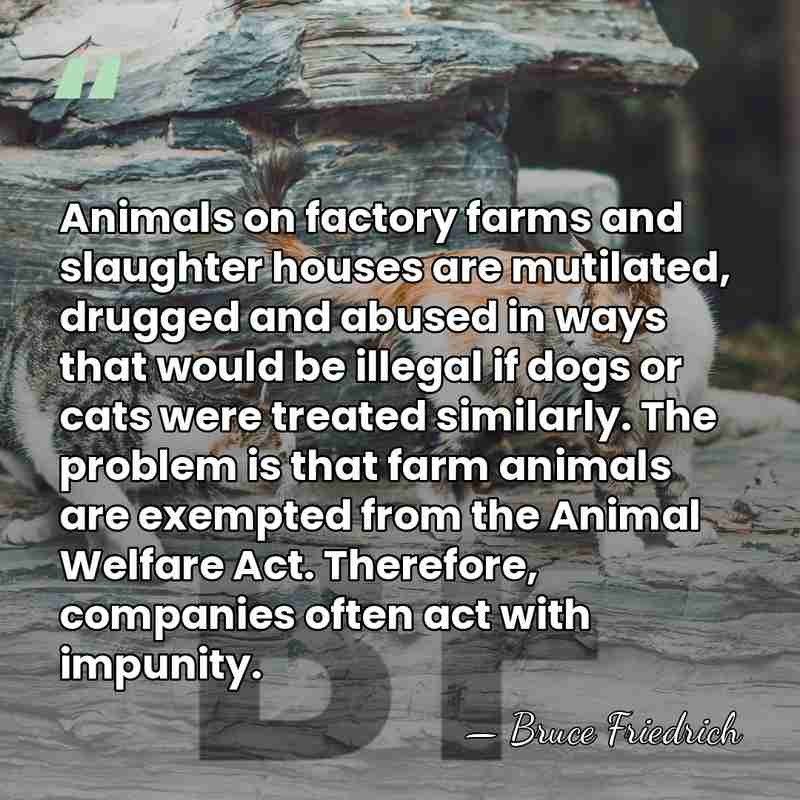 Animals on factory farms and slaughter houses are mutilated, drugged and abused&hellip; - Bruce Friedrich