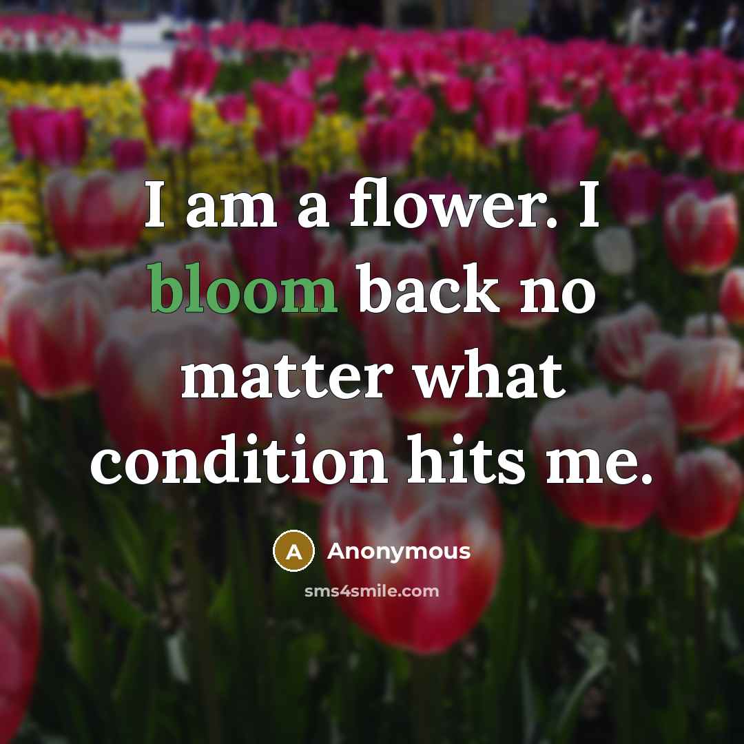 “I am a flower. I bloom back no matter what condition hits me.” quote by Anonymous
