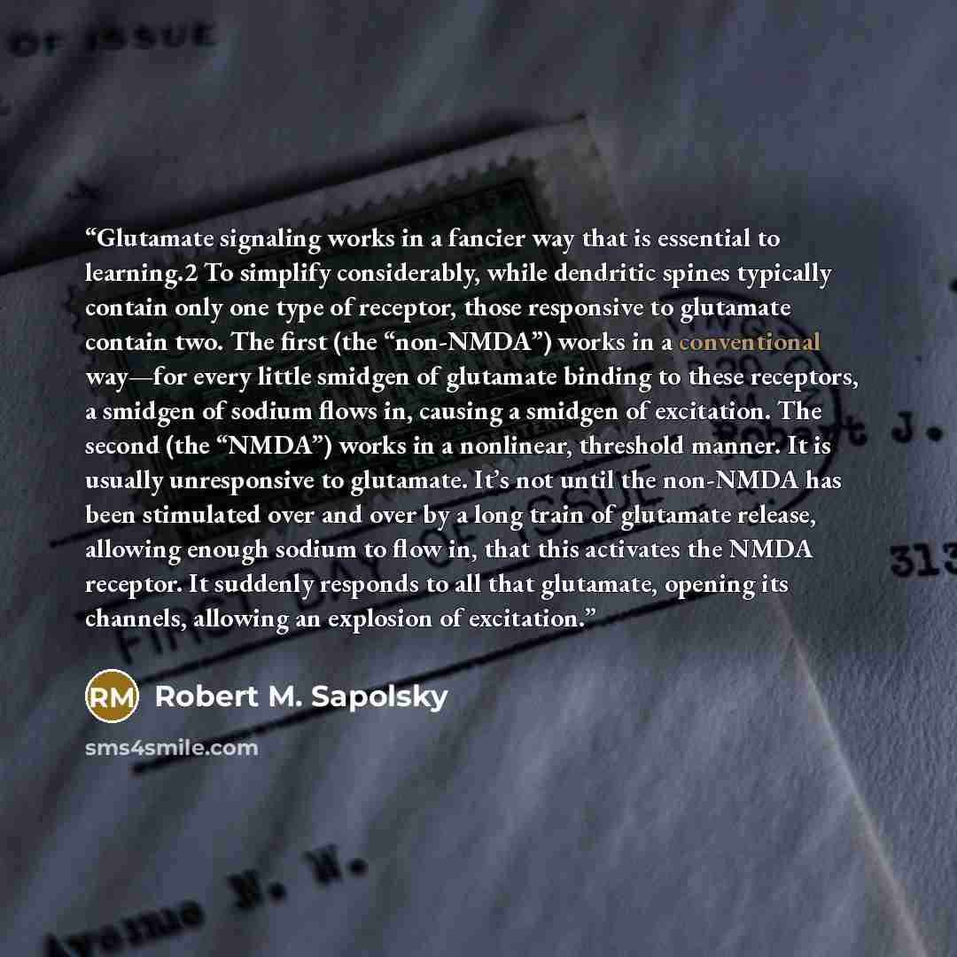 “Glutamate signaling works in a fancier way that is essential to learning.2 To simplify considerably, while dendritic spines typically contain only one type of receptor, those responsive to glutamate contain two. The first (the “non-NMDA”) works in a conventional way—for every little smidgen of…” quote by Robert M. Sapolsky