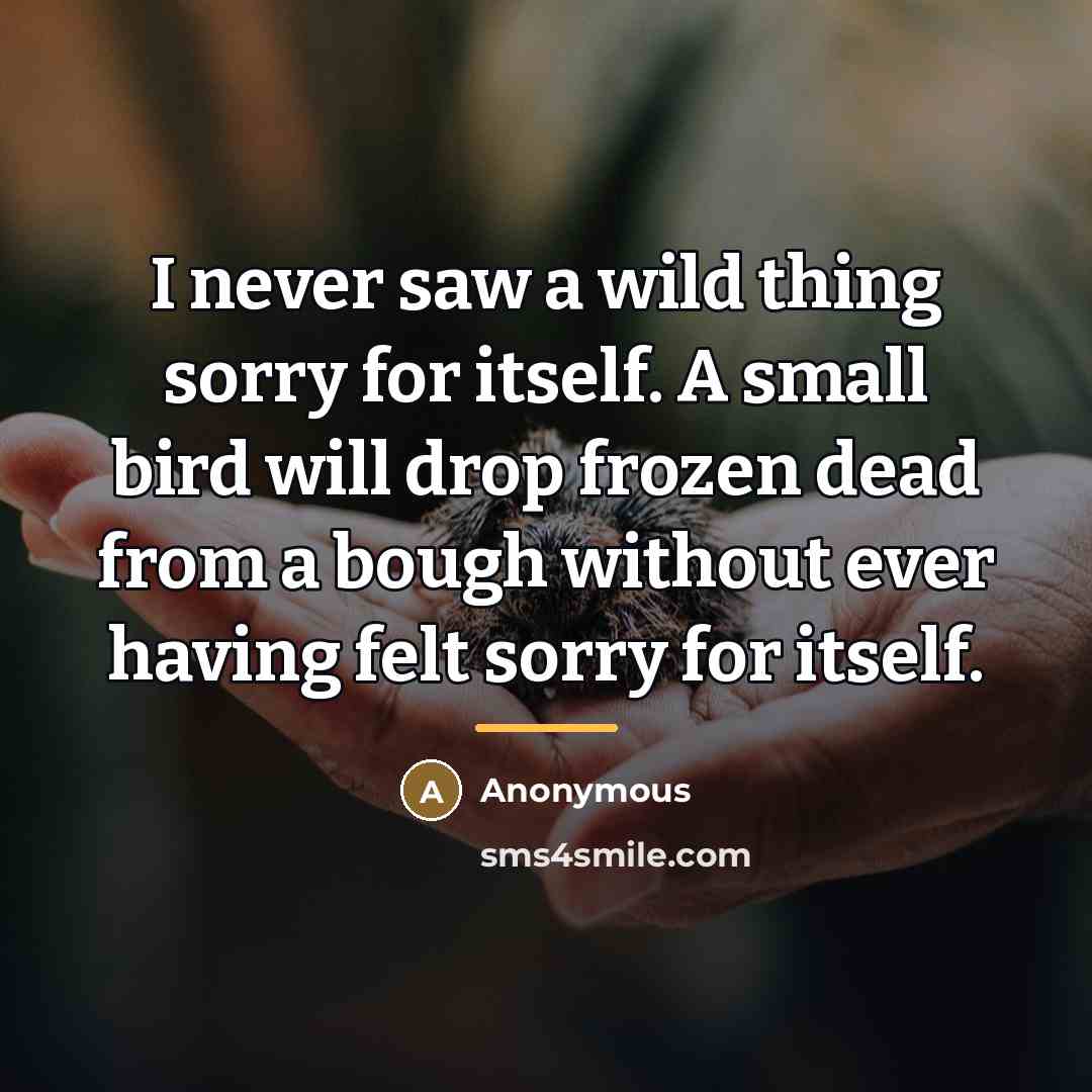 “I never saw a wild thing sorry for itself. A…” quote by Anonymous