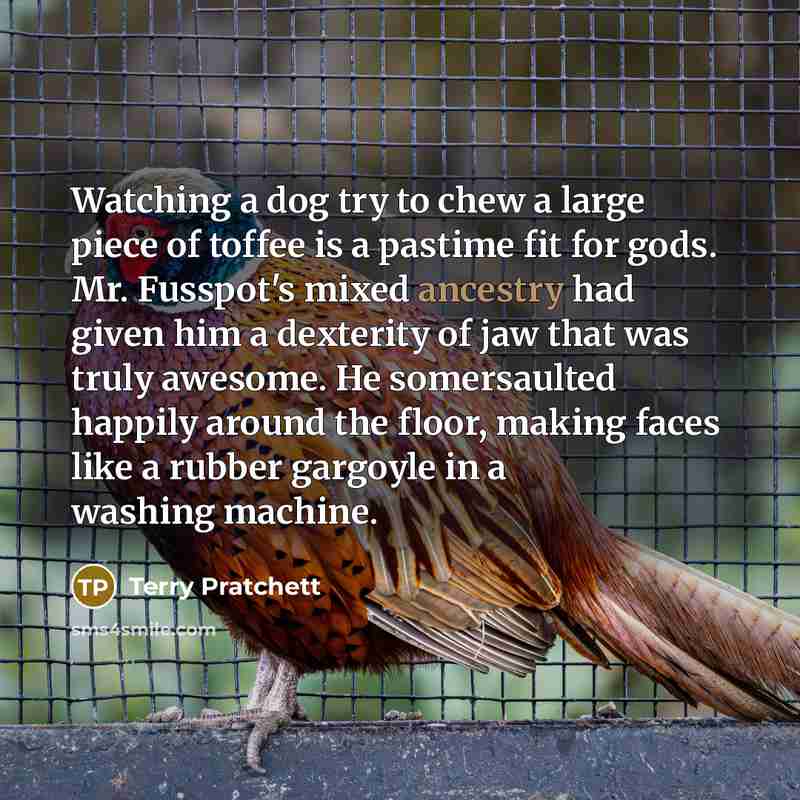 “Watching a dog try to chew a large piece of…” quote by Terry Pratchett