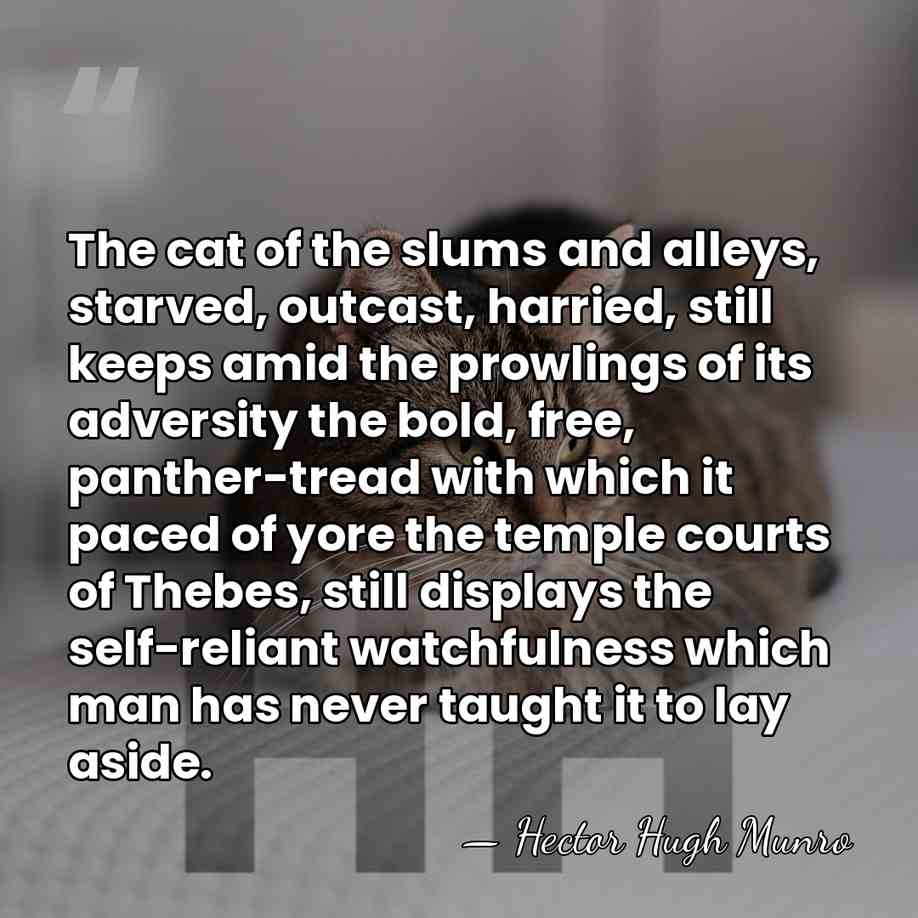 The cat of the slums and alleys, starved, outcast, harried, still keeps&hellip; - Hector Hugh Munro