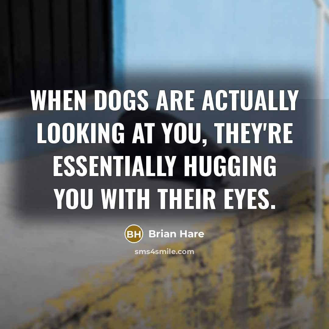 “When dogs are actually looking at you, they're essentially hugging…” quote by Brian Hare