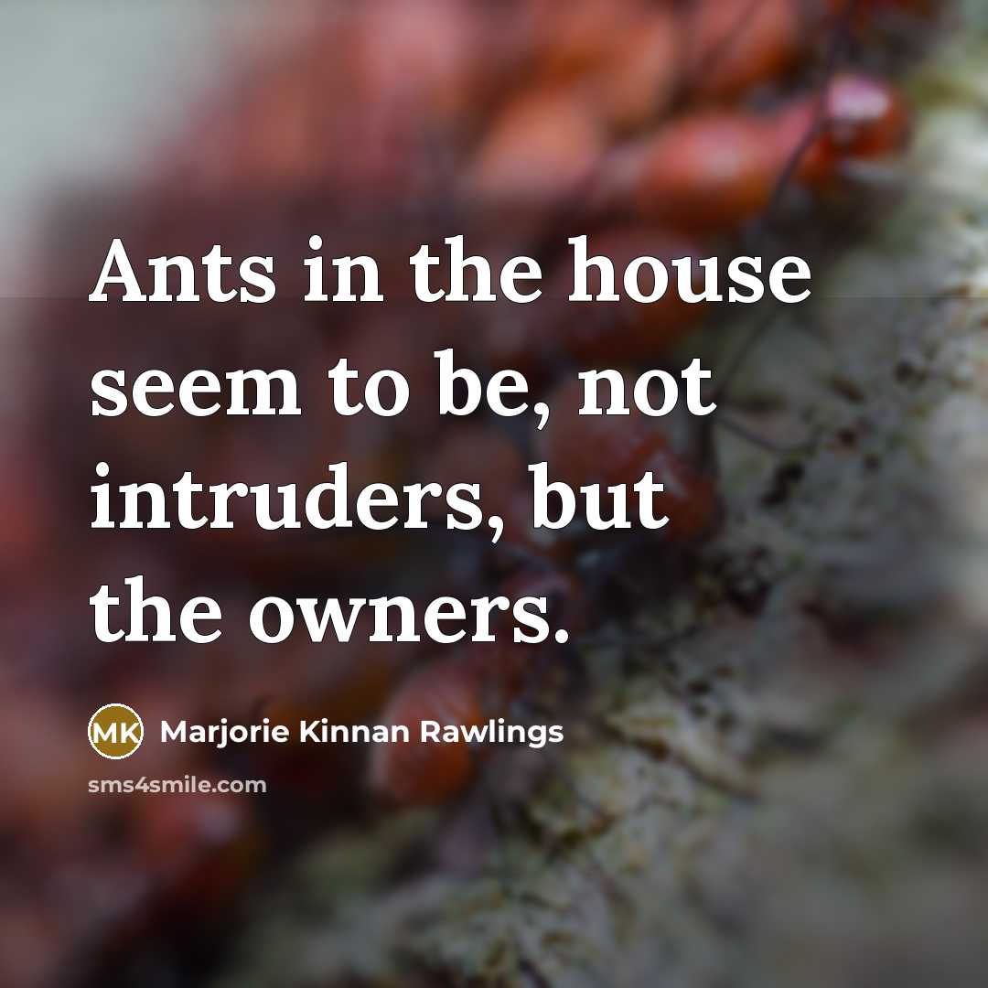 “Ants in the house seem to be, not intruders, but…” quote by Marjorie Kinnan Rawlings