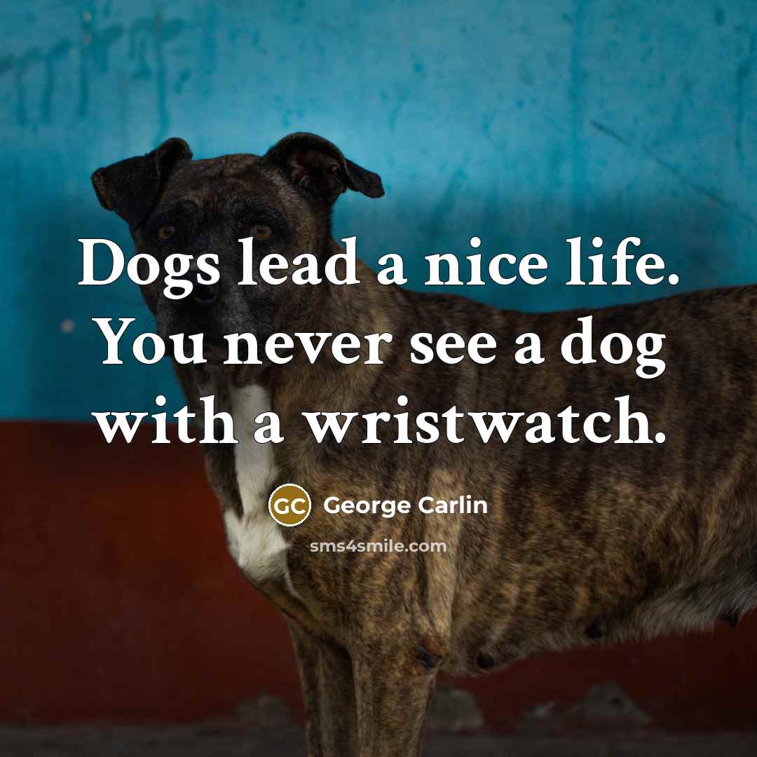 “Dogs lead a nice life. You never see a dog…” quote by George Carlin
