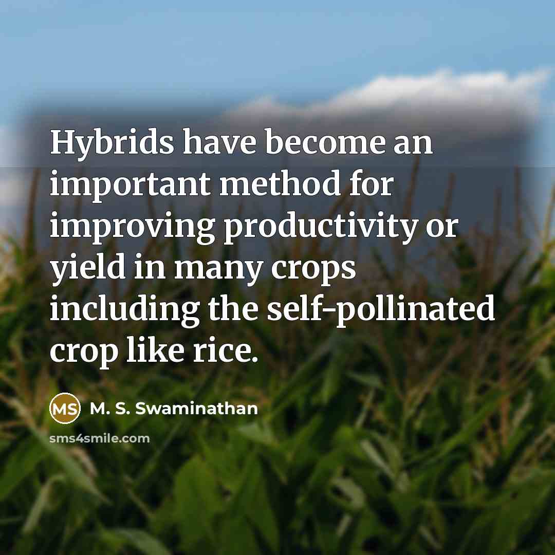 “Hybrids have become an important method for improving productivity or yield in many crops including the self-pollinated crop like rice.” quote by M. S. Swaminathan