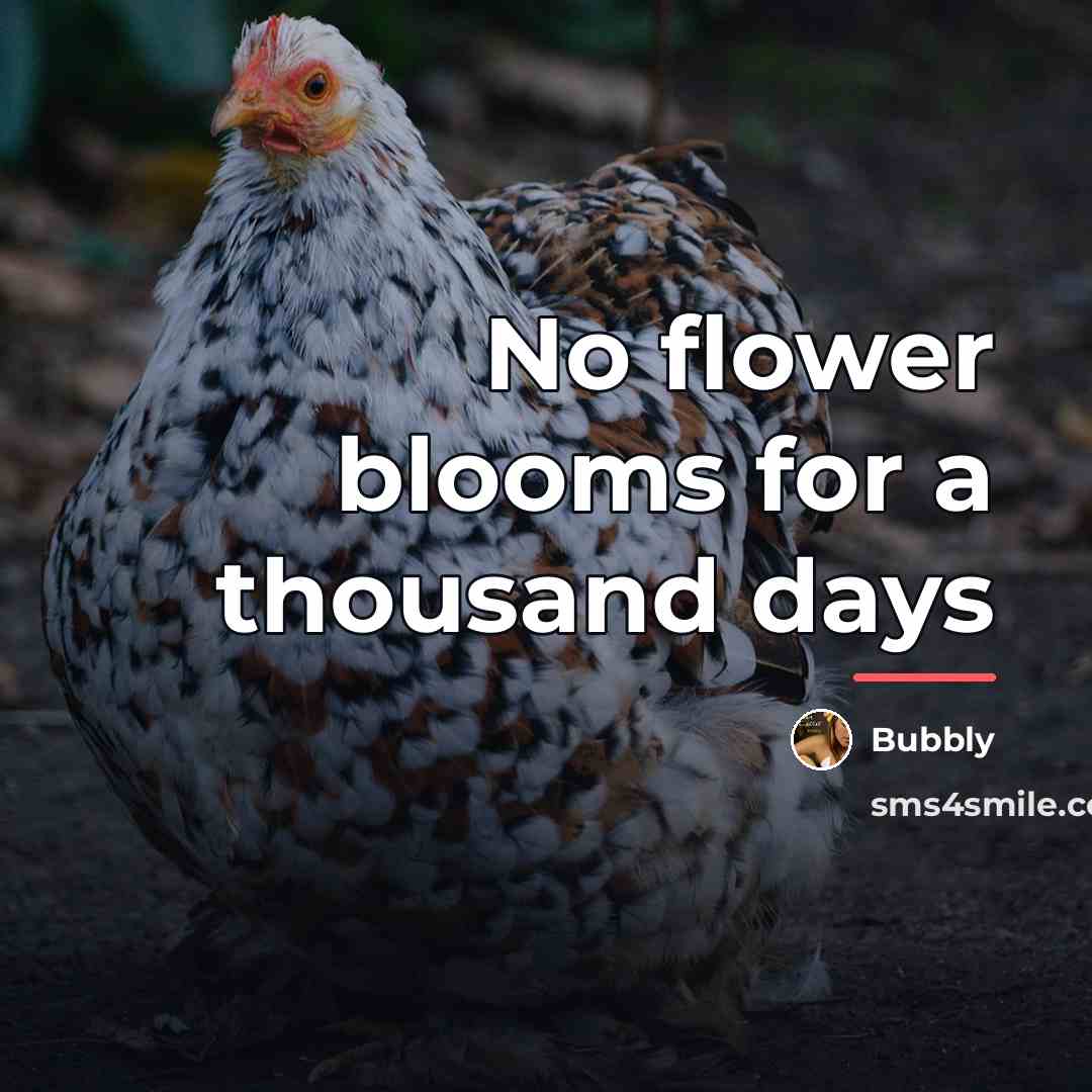 “No flower blooms for a thousand days…” quote by Bubbly
