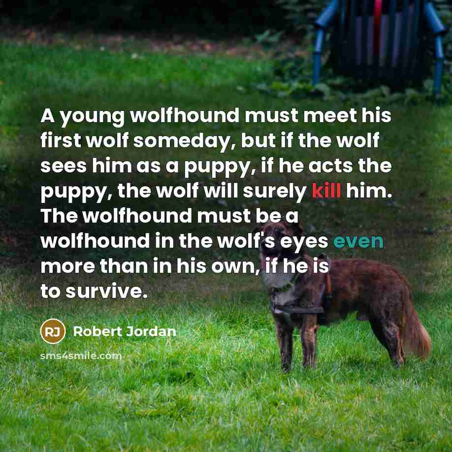 “A young wolfhound must meet his first wolf someday, but…” quote by Robert Jordan