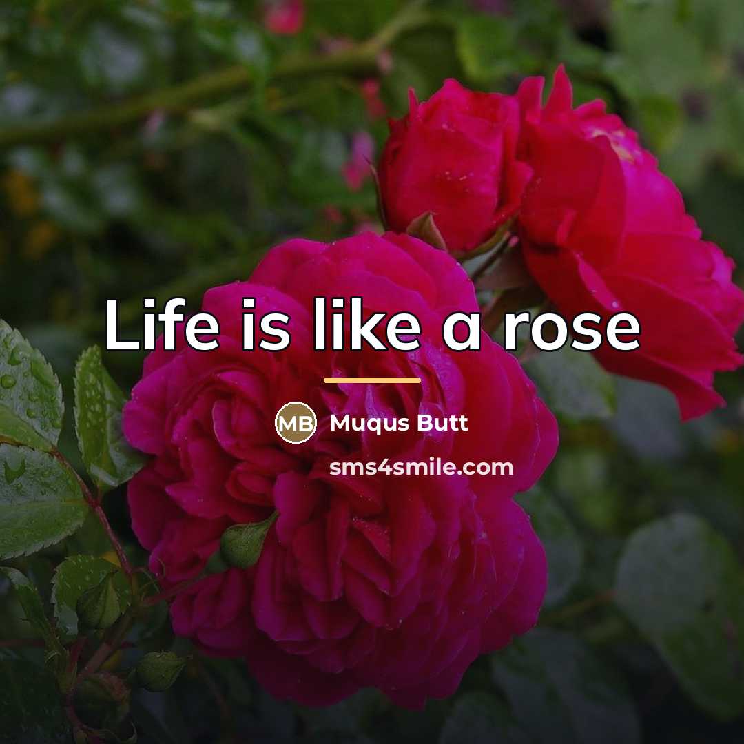 “Life is like a rose…” quote by Muqus Butt