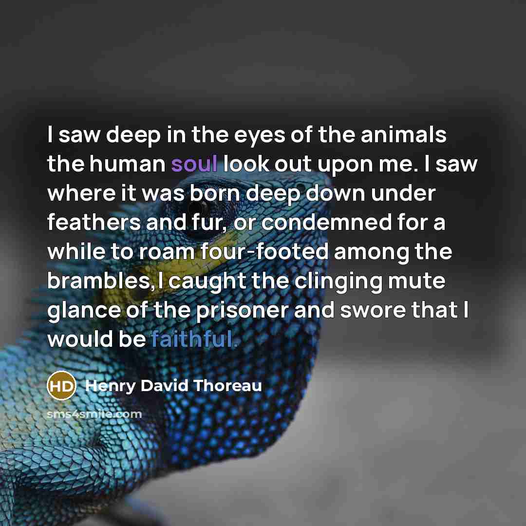 “I saw deep in the eyes of the animals the…” quote by Henry David Thoreau