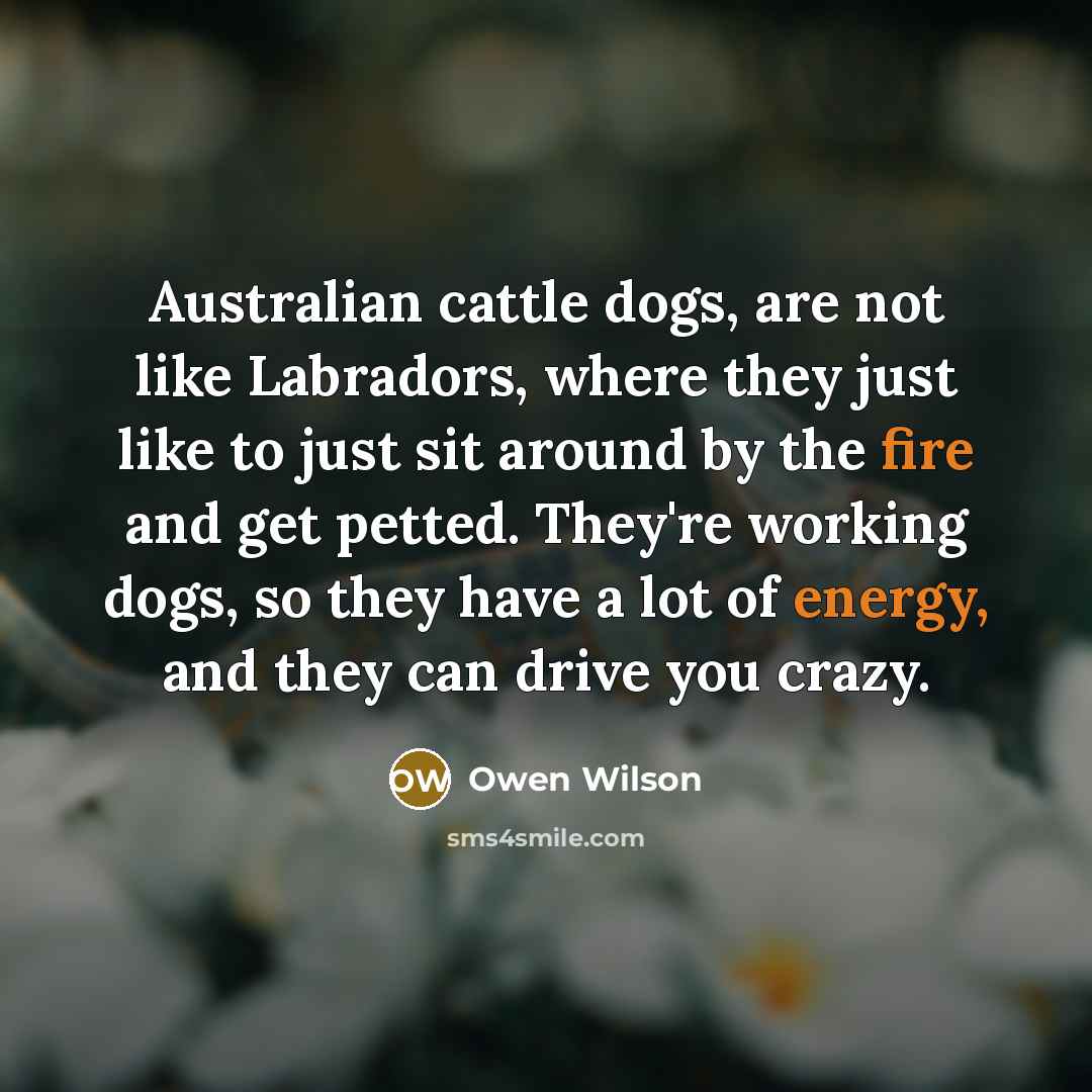 “Australian cattle dogs, are not like Labradors, where they just like to just sit around by the fire and get petted. They're working dogs, so they have a lot of energy, and they can drive you crazy.” quote by Owen Wilson
