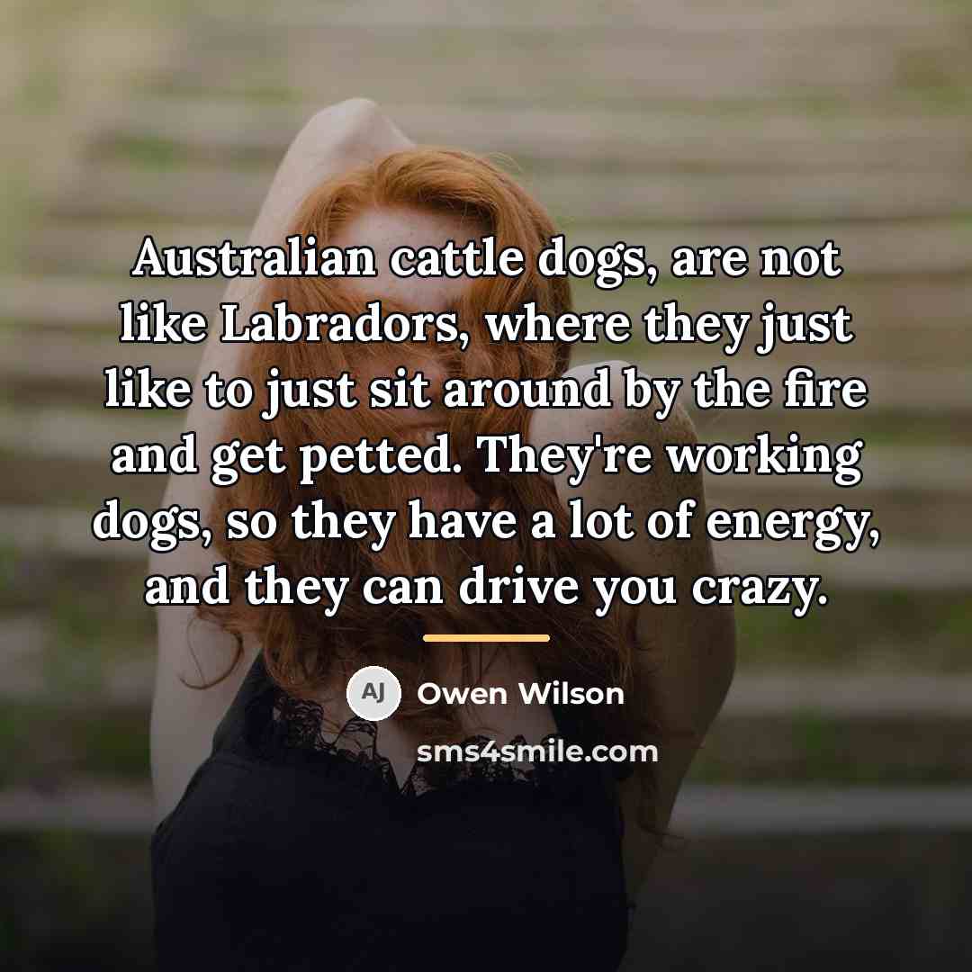 “Australian cattle dogs, are not like Labradors, where they just…” quote by Owen Wilson