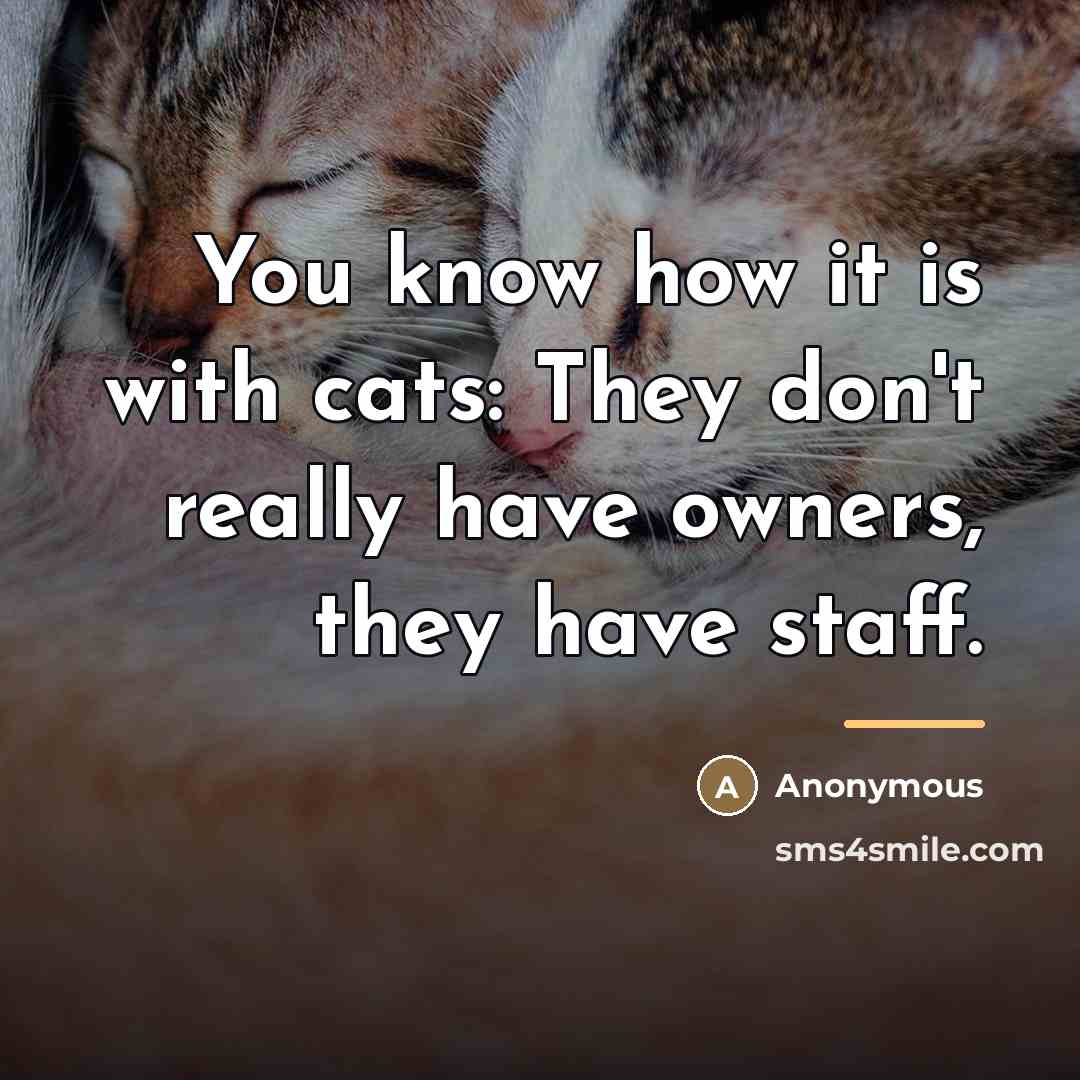 “You know how it is with cats: They don't really…” quote by Anonymous