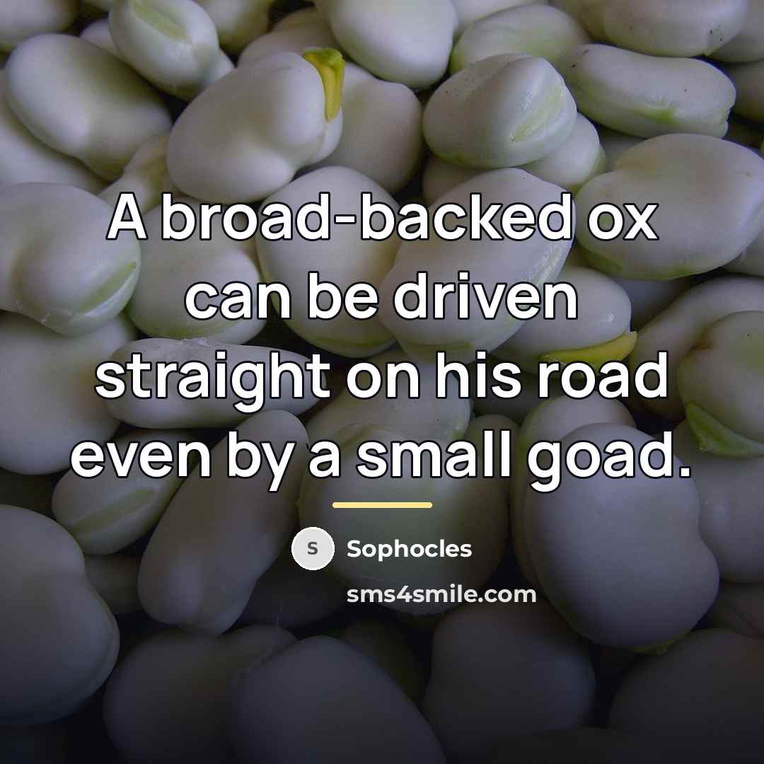 “A broad-backed ox can be driven straight on his road…” quote by Sophocles