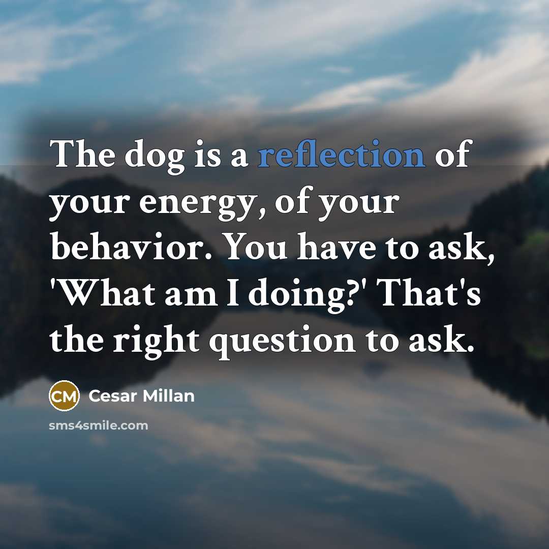 “The dog is a reflection of your energy, of your…” quote by Cesar Millan