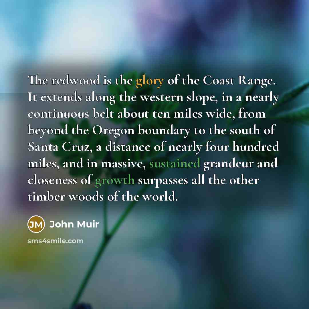 “The redwood is the glory of the Coast Range. It…” quote by John Muir