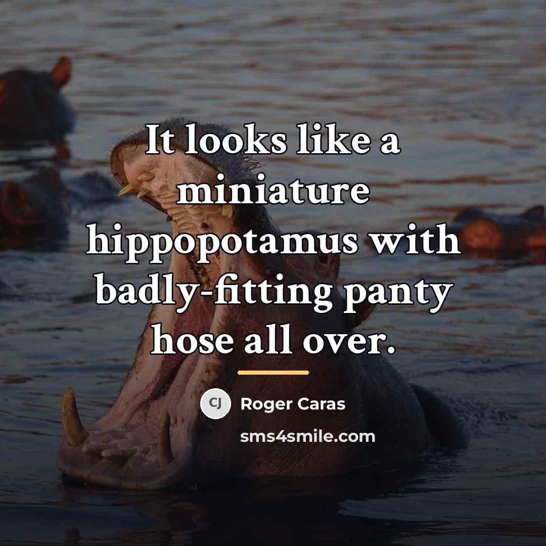 “It looks like a miniature hippopotamus with badly-fitting panty hose…” quote by Roger Caras