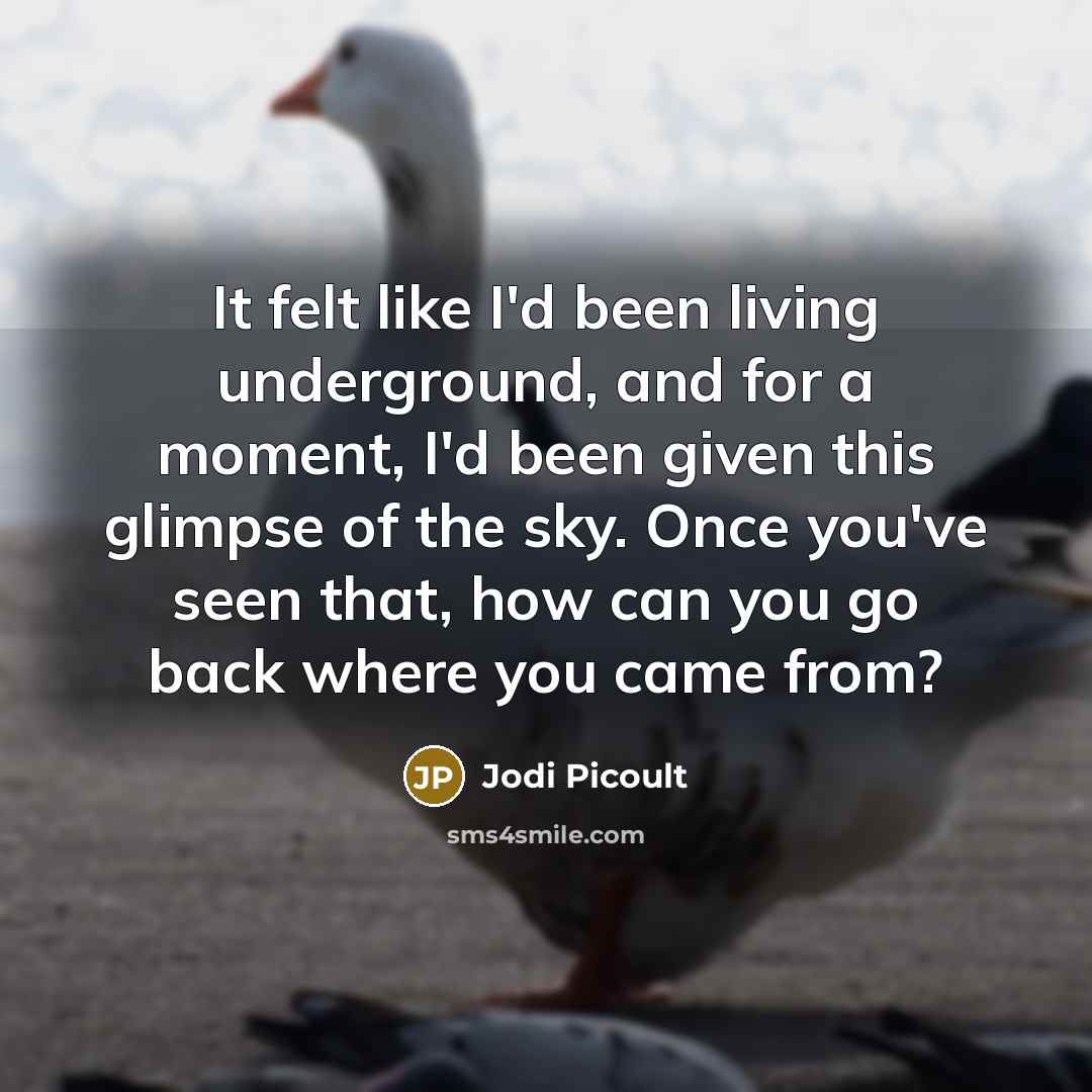 “It felt like I'd been living underground, and for a…” quote by Jodi Picoult