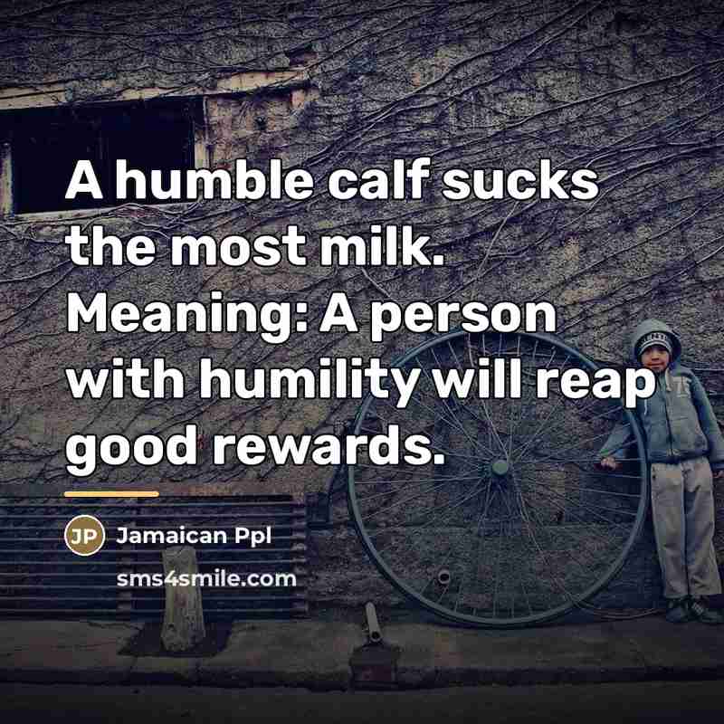 “A humble calf sucks the most milk. Meaning: A person…” quote by Jamaican Ppl