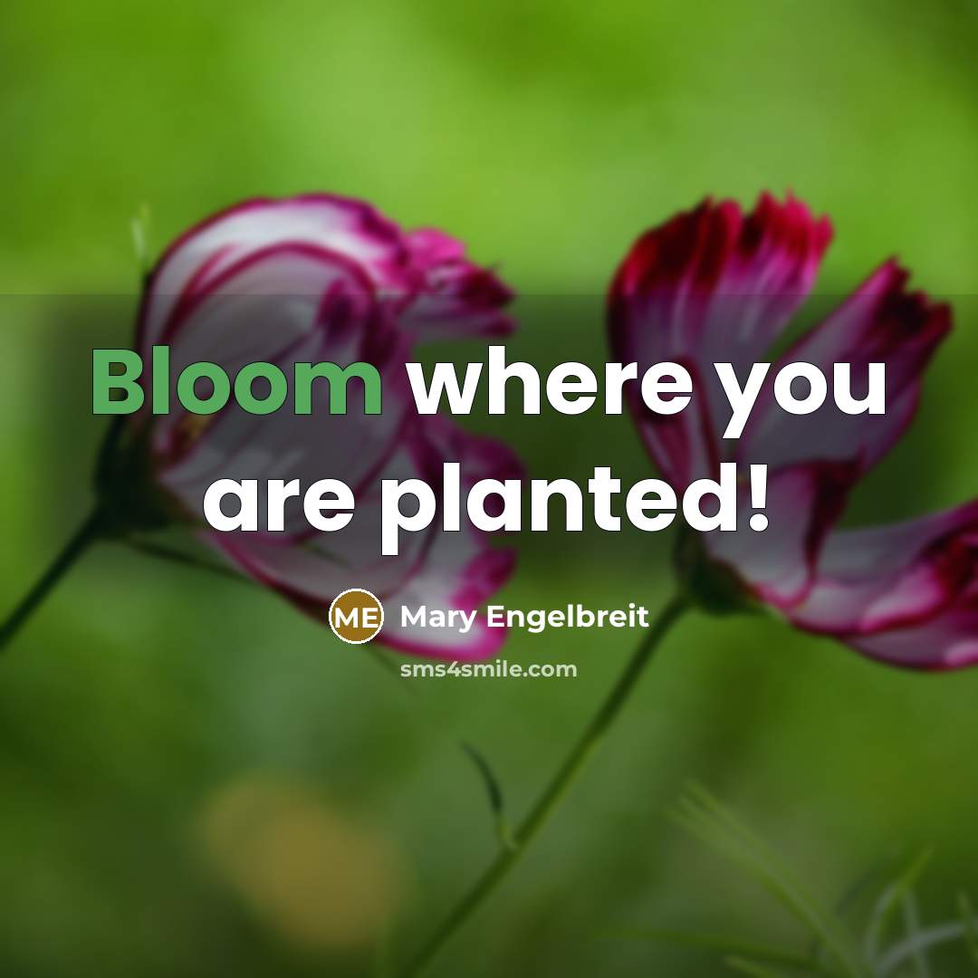 “Bloom where you are planted!” quote by Mary Engelbreit