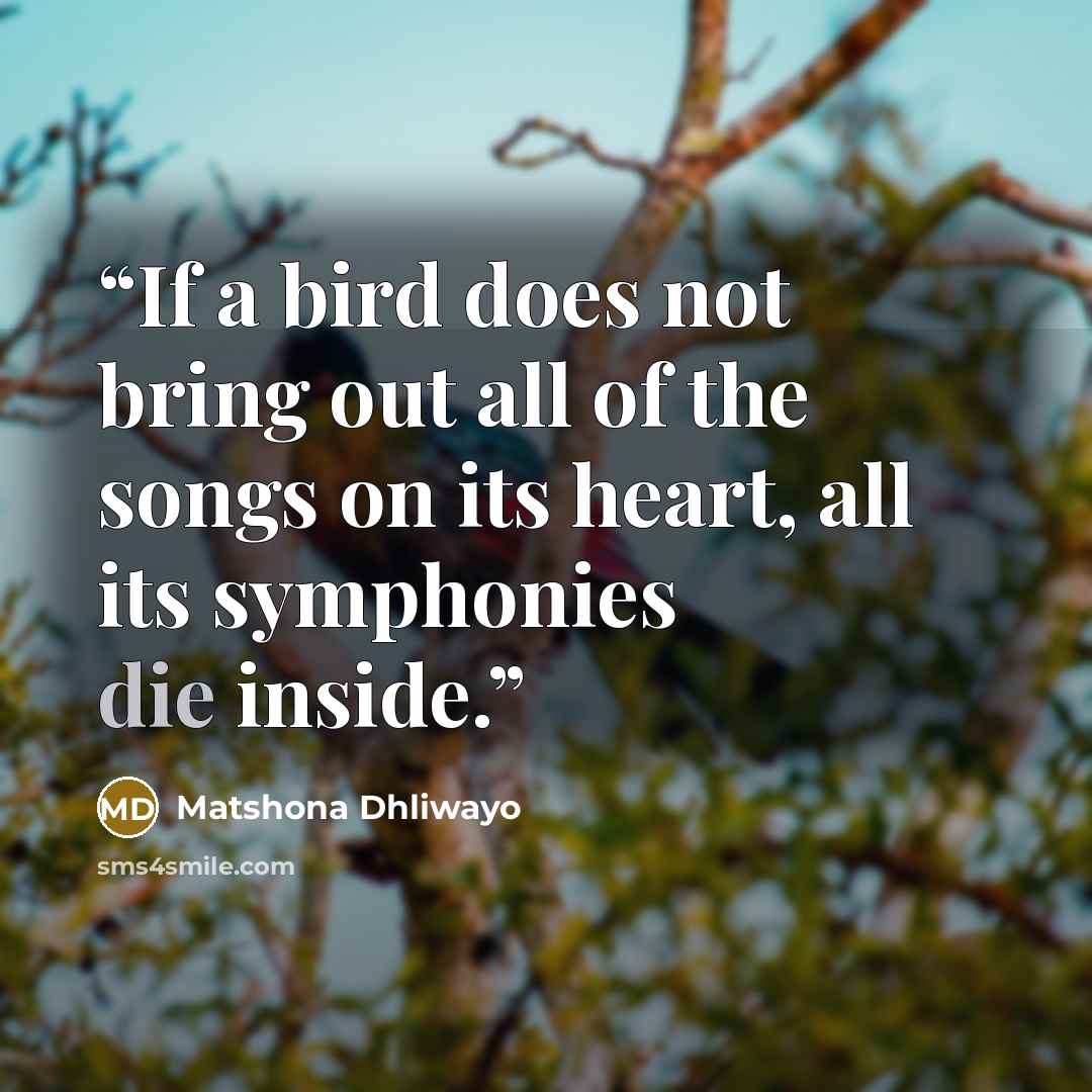 “If a bird does not bring out all of the songs on its heart, all its symphonies die inside.” quote by Matshona Dhliwayo