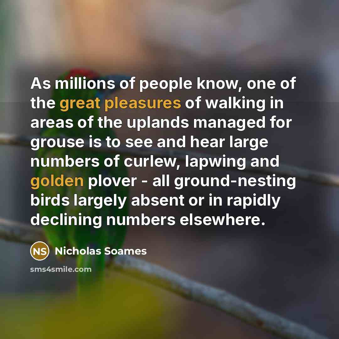 “As millions of people know, one of the great pleasures of walking in areas of the uplands managed for grouse is to see and hear large numbers of curlew, lapwing and golden plover - all ground-nesting birds largely absent or in rapidly declining numbers elsewhere.” quote by Nicholas Soames