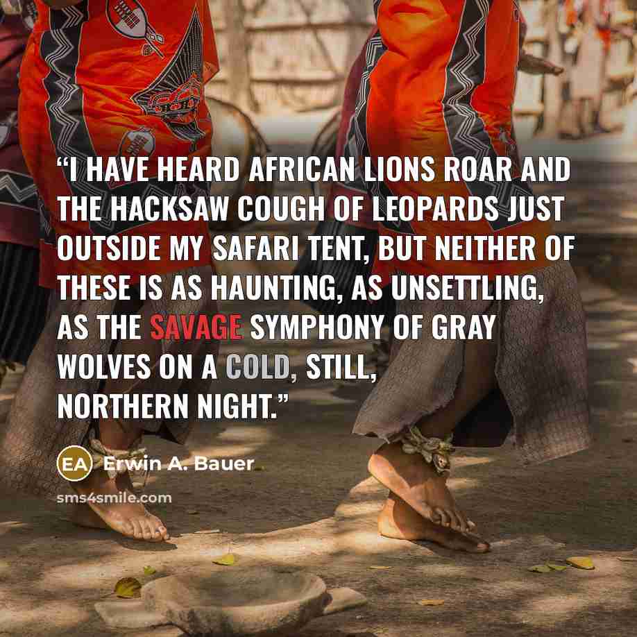 “I have heard African lions roar and the hacksaw cough of leopards just outside my safari tent, but neither of these is as haunting, as unsettling, as the savage symphony of gray wolves on a cold, still, northern night.” quote by Erwin A. Bauer