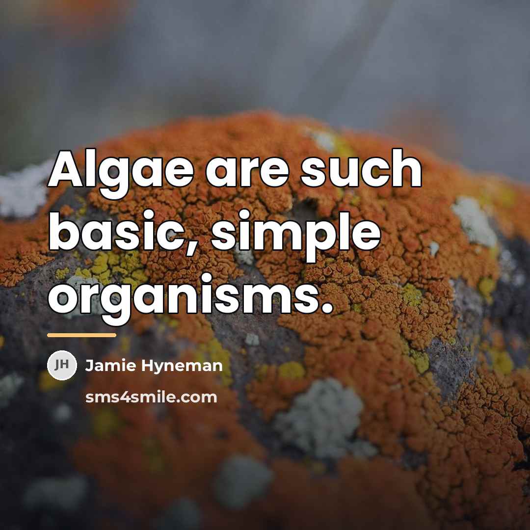 “Algae are such basic, simple organisms.…” quote by Jamie Hyneman