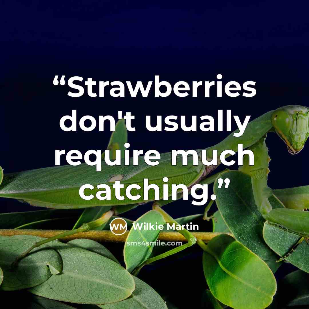 “Strawberries don't usually require much catching.” quote by Wilkie Martin