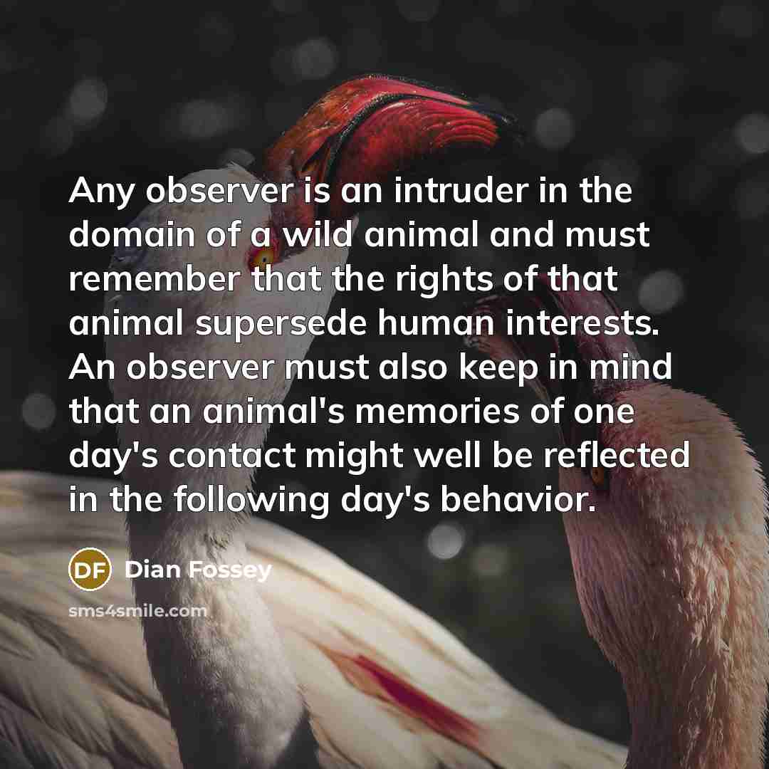 “Any observer is an intruder in the domain of a…” quote by Dian Fossey