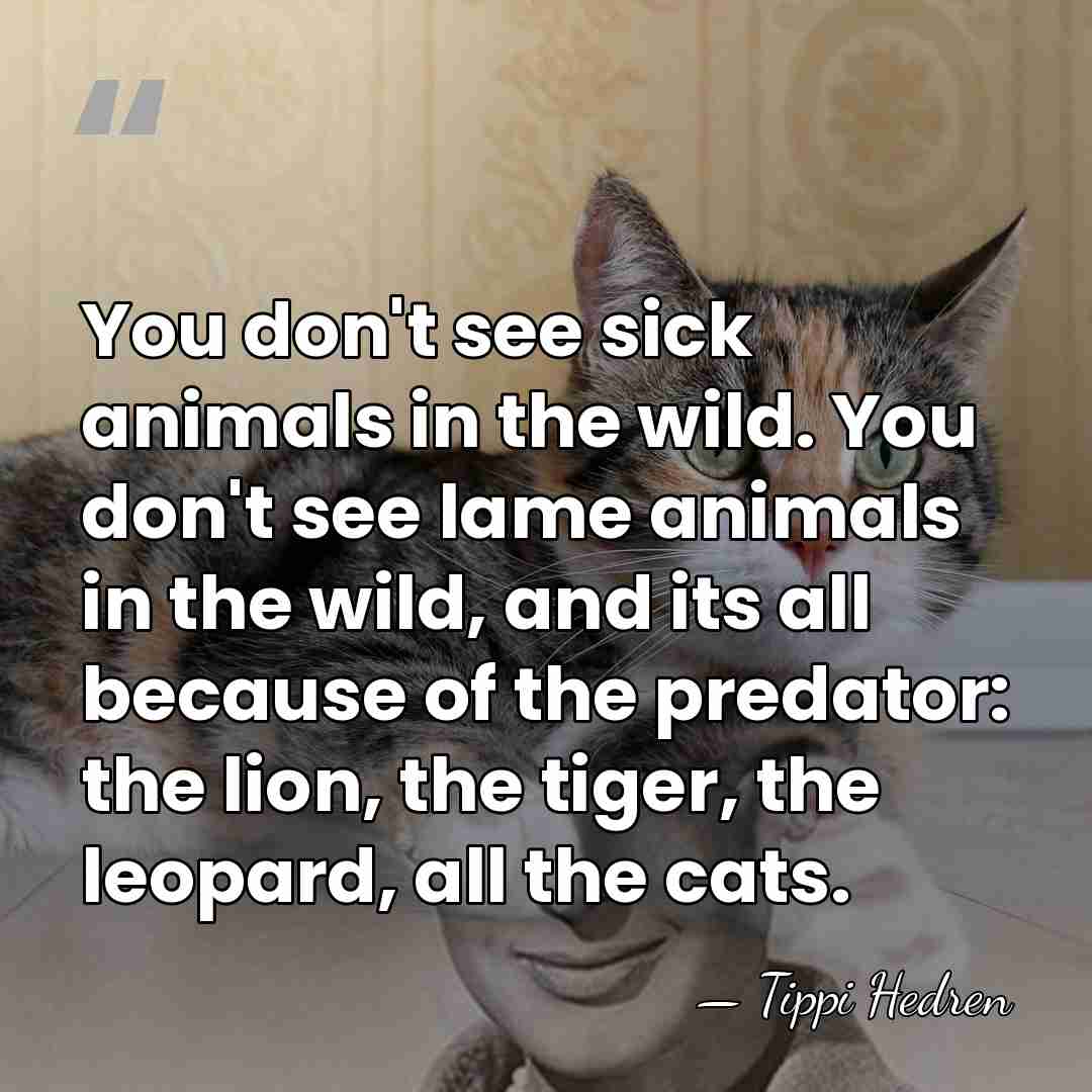 You don't see sick animals in the wild. You don't see lame&hellip; - Tippi Hedren