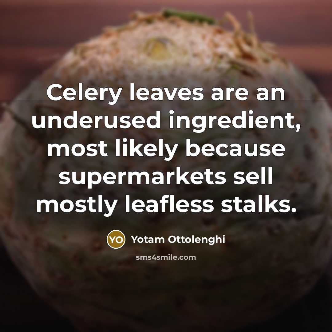 “Celery leaves are an underused ingredient, most likely because supermarkets…” quote by Yotam Ottolenghi