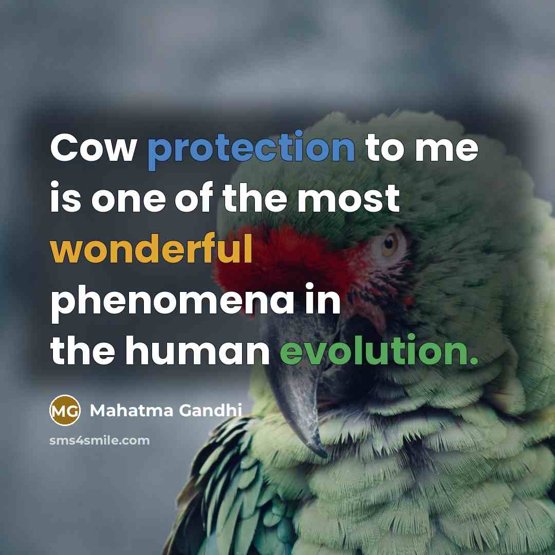 “Cow protection to me is one of the most wonderful phenomena in the human evolution.” quote by Mahatma Gandhi