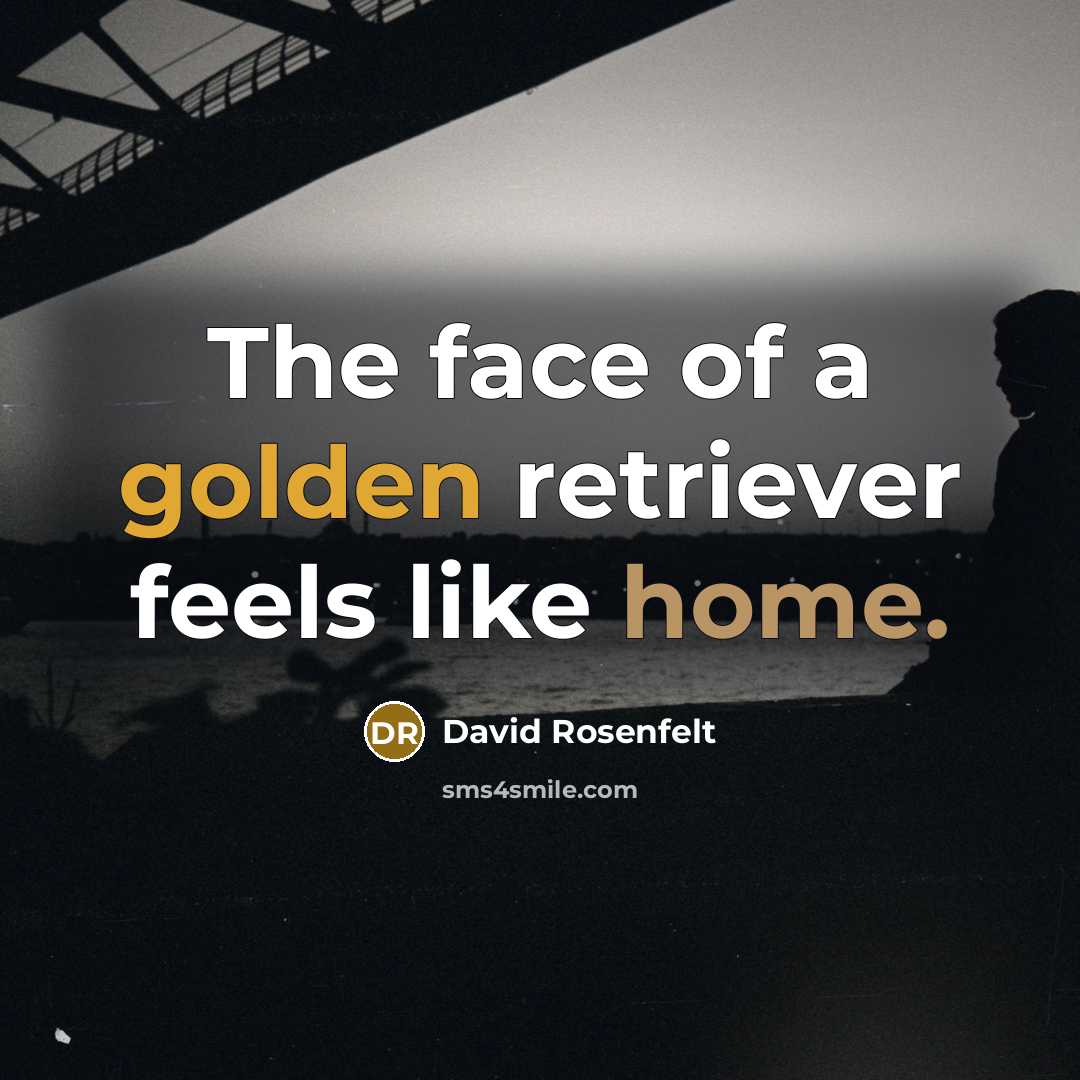 “The face of a golden retriever feels like home.…” quote by David Rosenfelt