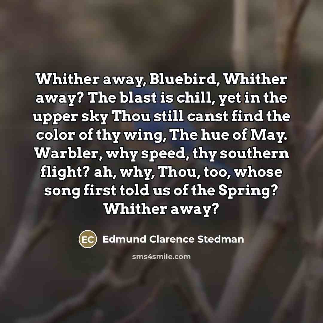 “Whither away, Bluebird, Whither away? The blast is chill, yet…” quote by Edmund Clarence Stedman