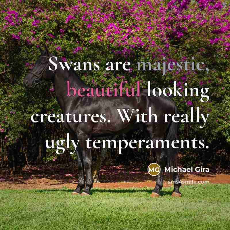 “Swans are majestic, beautiful looking creatures. With really ugly temperaments.…” quote by Michael Gira