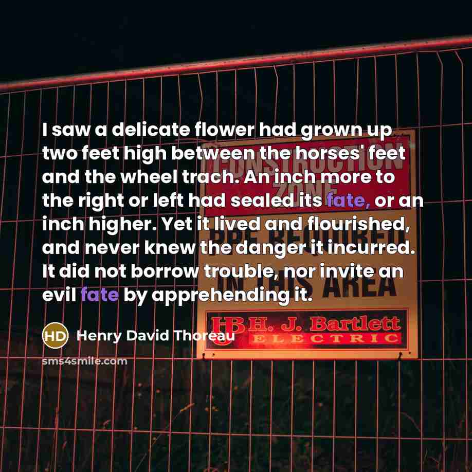 “I saw a delicate flower had grown up two feet…” quote by Henry David Thoreau