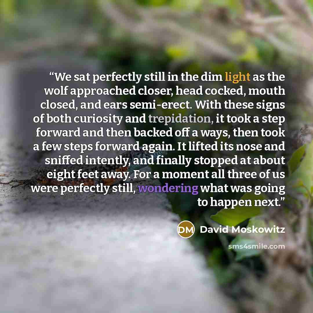 “We sat perfectly still in the dim light as the wolf approached closer, head cocked, mouth closed, and ears semi-erect. With these signs of both curiosity and trepidation, it took a step forward and then backed off a ways, then took a few steps forward again. It lifted its nose and sniffed…” quote by David Moskowitz