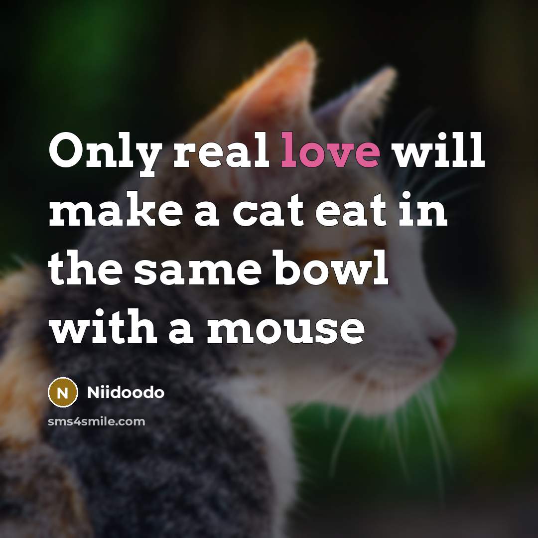 “Only real love will make a cat eat in the same bowl with a mouse” quote by Niidoodo