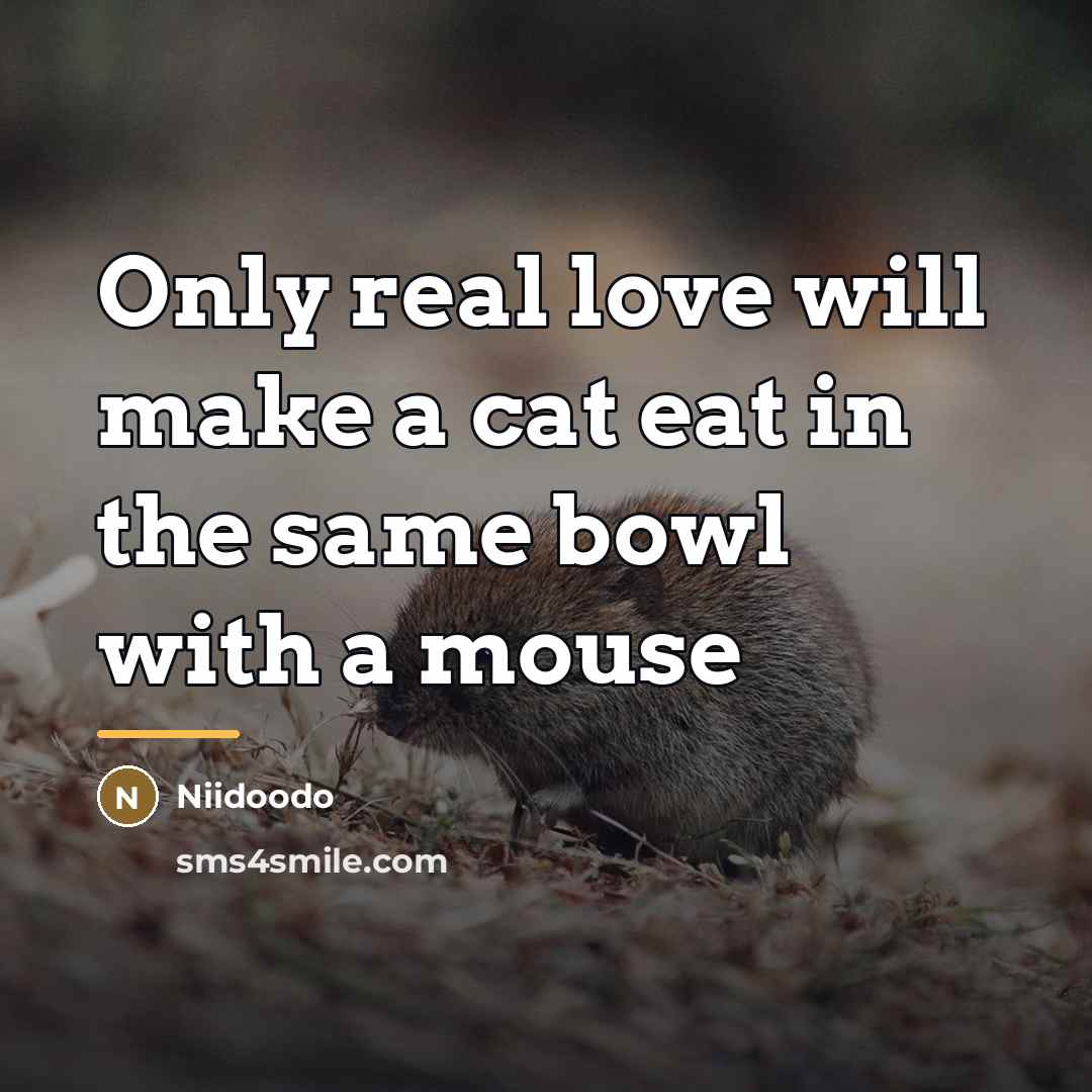 “Only real love will make a cat eat in the…” quote by Niidoodo