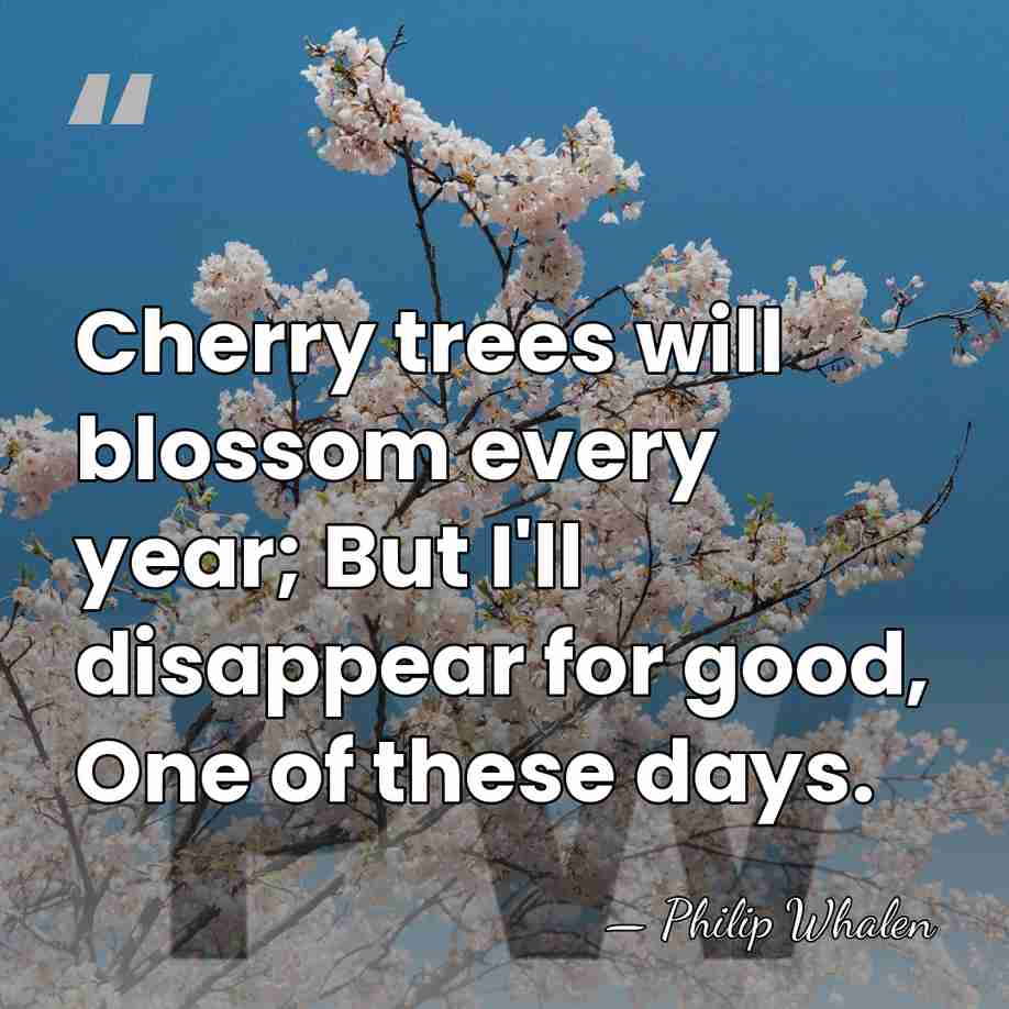 Cherry trees will blossom every year; But I'll disappear for good, One&hellip; - Philip Whalen