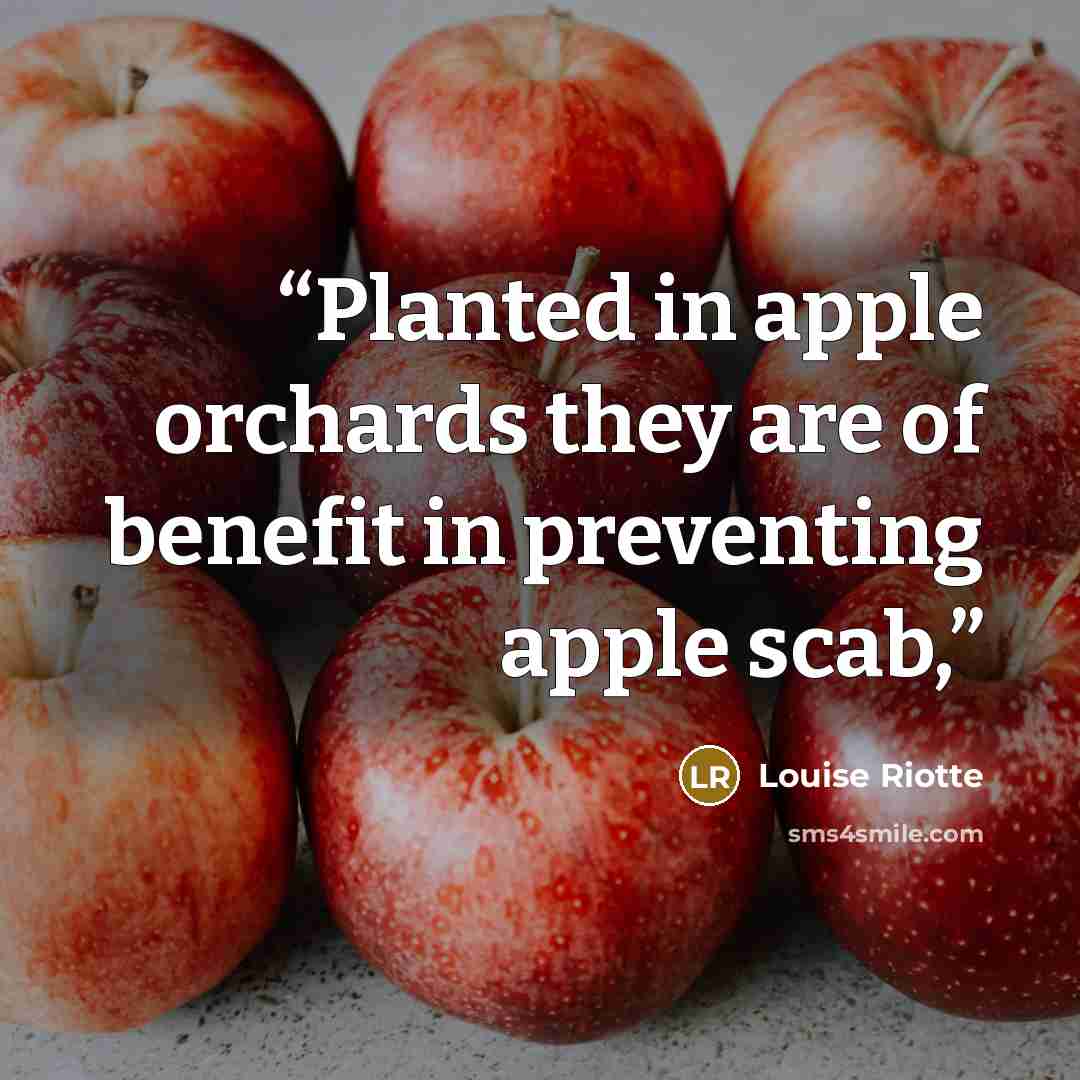 “Planted in apple orchards they are of benefit in preventing apple scab,” quote by Louise Riotte