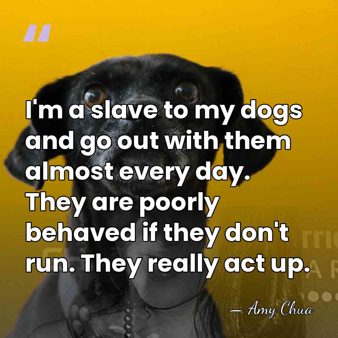 I'm a slave to my dogs and go out with them almost&hellip; - Amy Chua