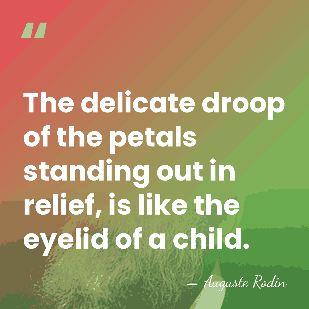 The delicate droop of the petals standing out in relief, is like&hellip; - Auguste Rodin