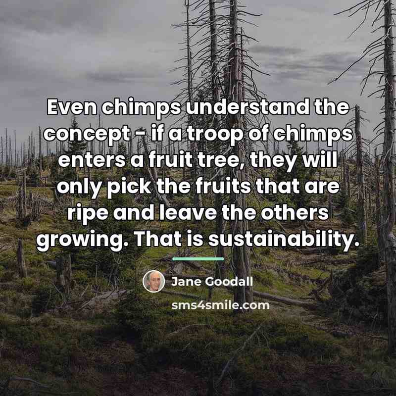 “Even chimps understand the concept - if a troop of…” quote by Jane Goodall