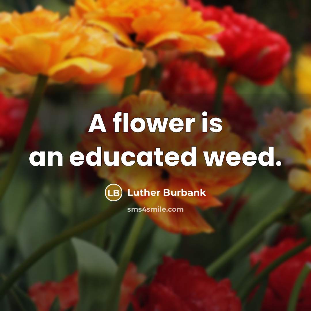 “A flower is an educated weed.…” quote by Luther Burbank