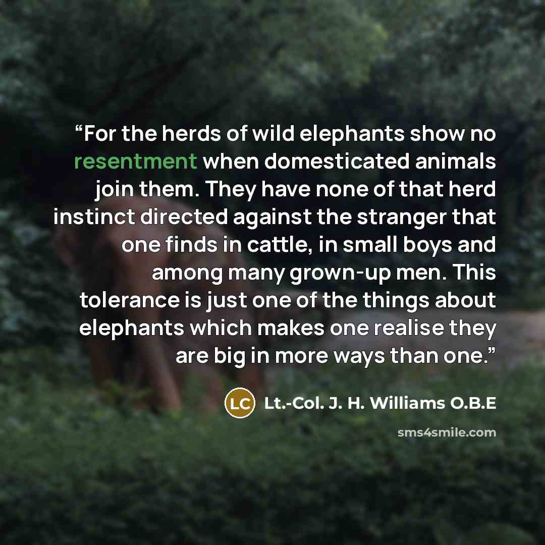 “For the herds of wild elephants show no resentment when domesticated animals join them. They have none of that herd instinct directed against the stranger that one finds in cattle, in small boys and among many grown-up men. This tolerance is just one of the things about elephants which makes one…” quote by Lt.-Col. J. H. Williams O.B.E