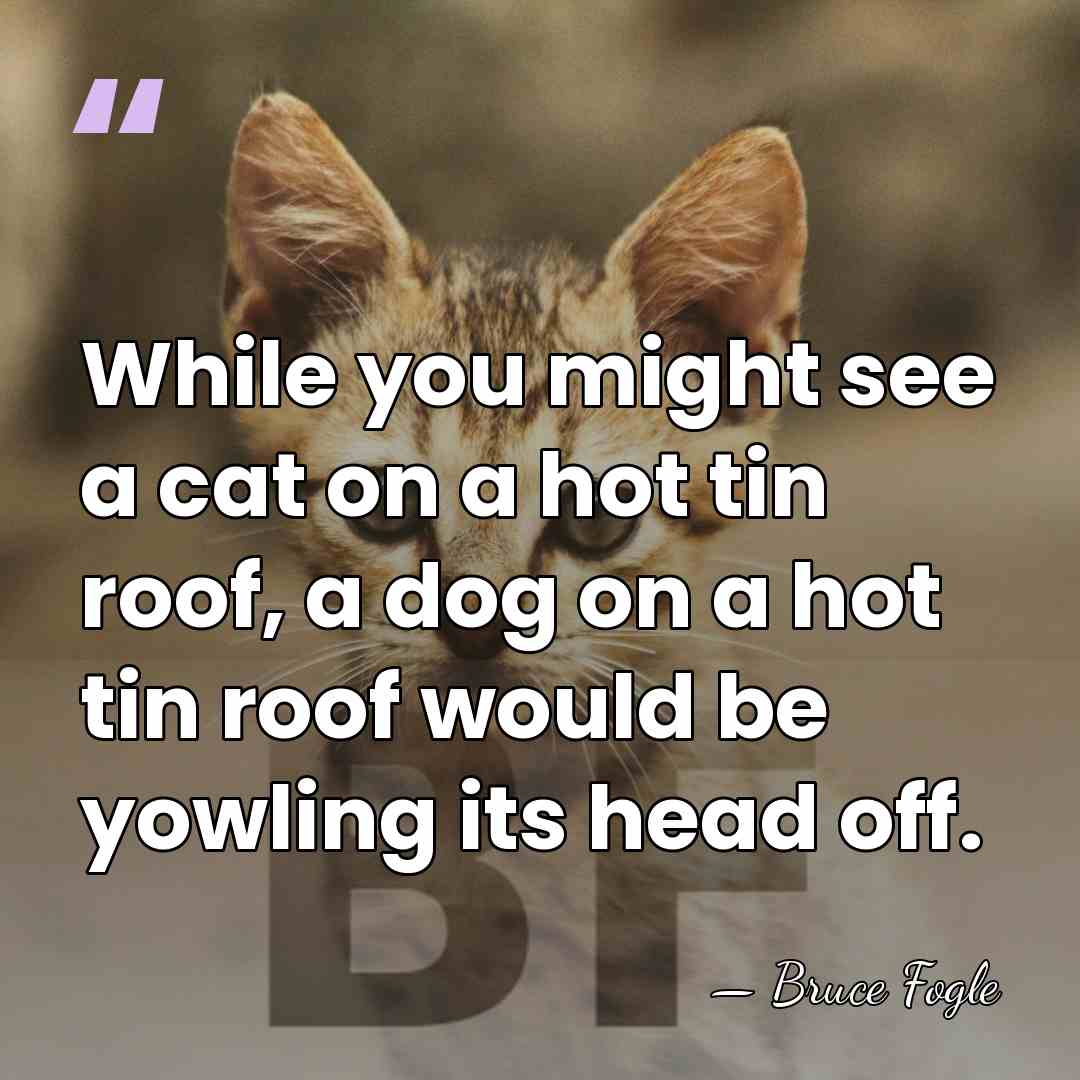 While you might see a cat on a hot tin roof, a&hellip; - Bruce Fogle