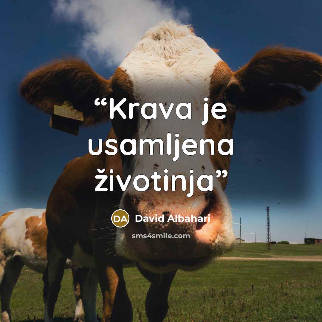 “Krava je usamljena životinja” quote by David Albahari